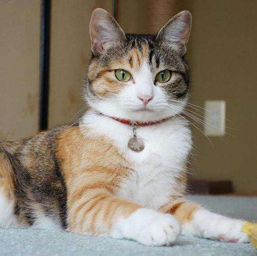 娱乐吃瓜猫咪视频大全免费观看,免费观看吃瓜视频大全